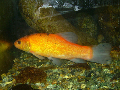 Линь золотой Линь золотой